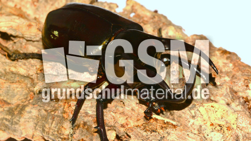 Dreihornkäfer (10).jpg